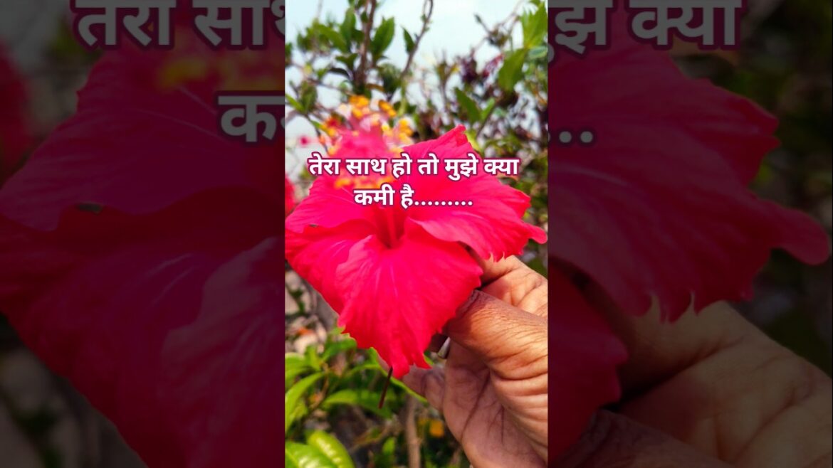 तेरा साथ हो तो # red hibiscus # shorts # trends # viral