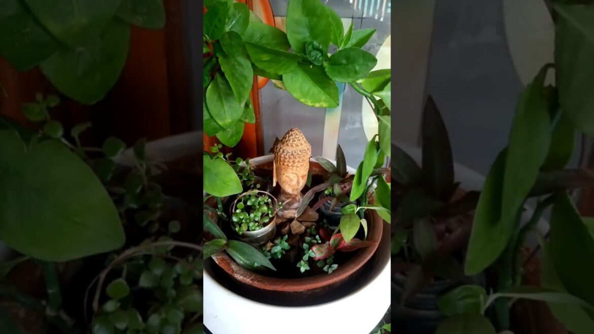 #diygarden #maniature #garden #ytshorts#gardening#homegarden