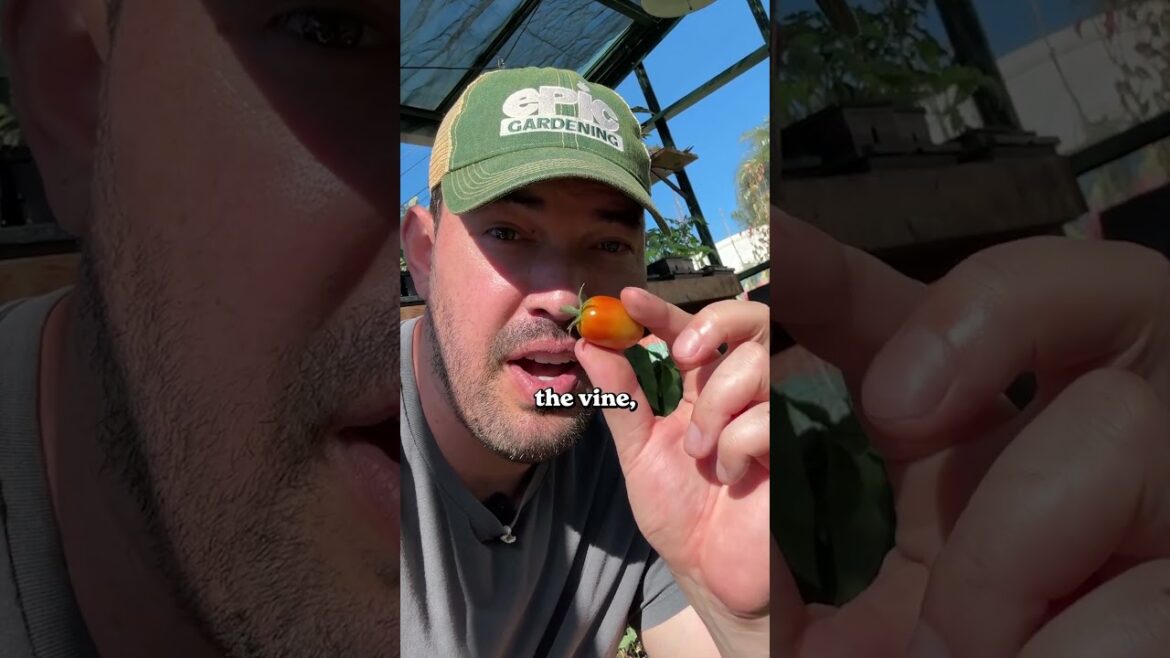 You’re picking tomatoes too late… 🍅