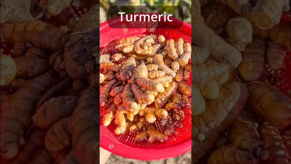 How to Grow and Harvest Turmeric: The Ultimate Home Garden Guide