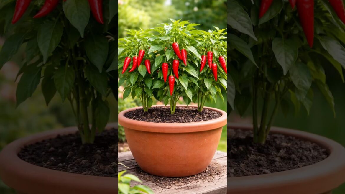Green Chili + Clove Gardening Trick 🌶️ | Grow 3 Plants from 1 Chili! Amazing Gardening Hack Green Chili + Clove Gardening Trick 🌶️ | Grow 3 Plants from 1 Chili! Amazing Gardening Hack