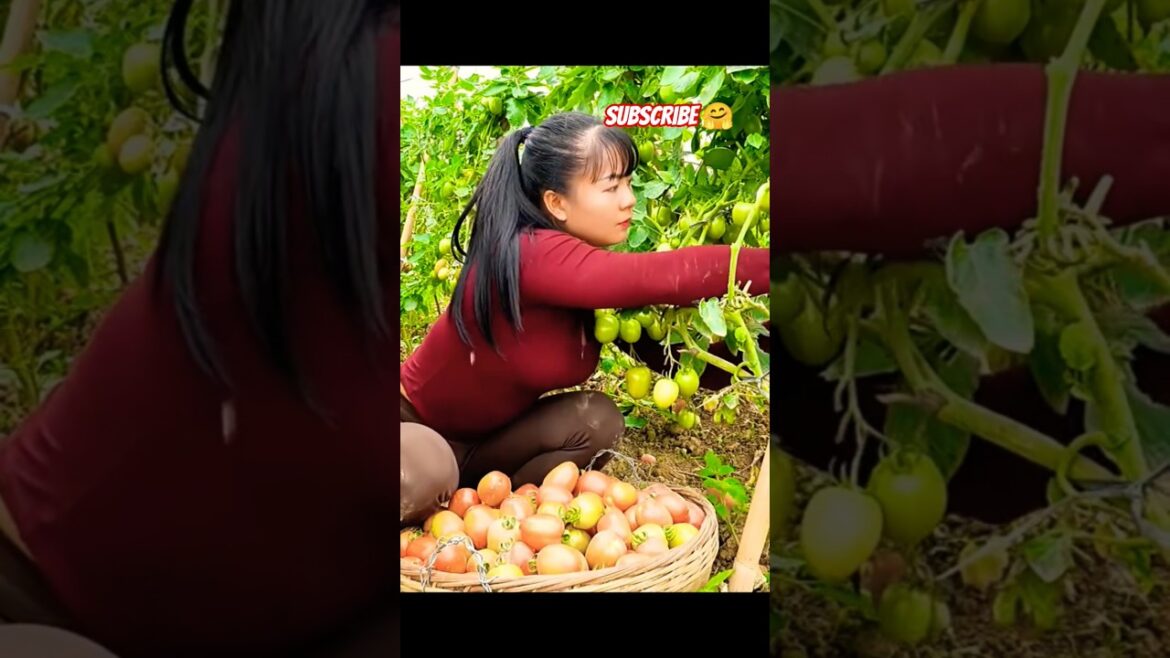 #bushcraft #harvesting #gardening #farmlife #farm #fruitsbasket #outdoor #fruit #satisfying #foryou