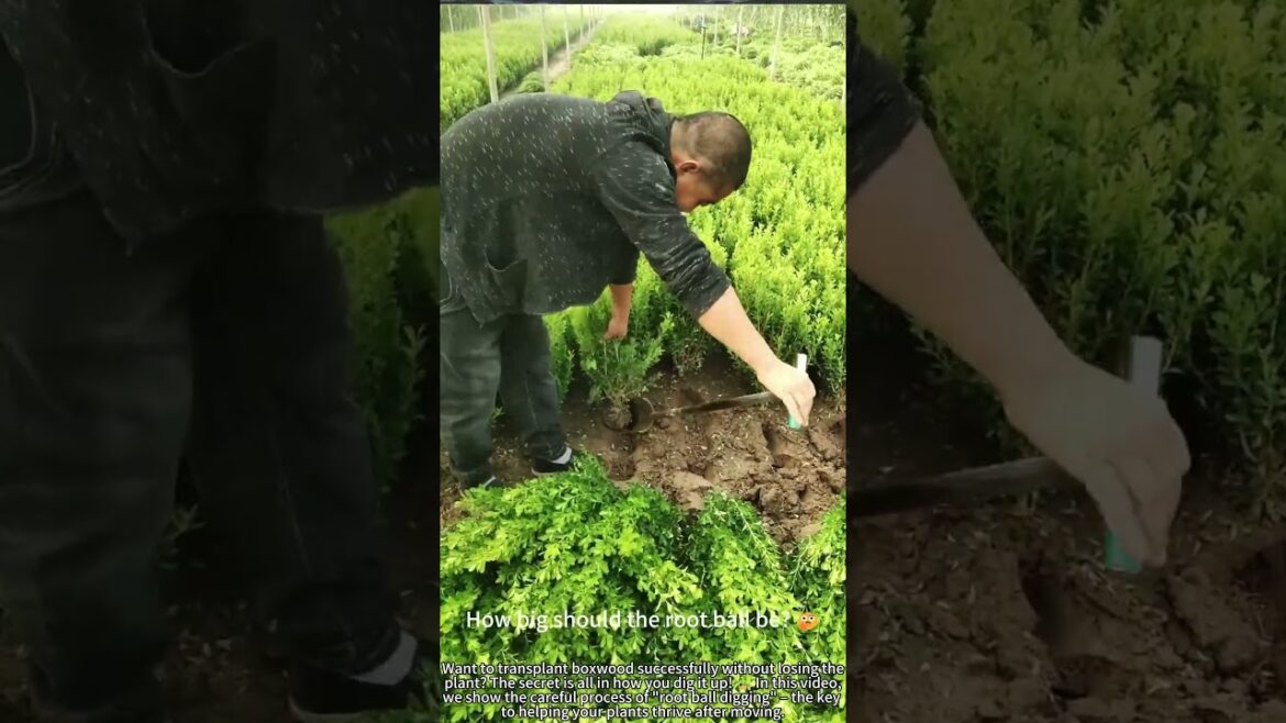 Digging Boxwood with Root Ball for Higher Survival! ðą Digging Boxwood with Root Ball for Higher Survival! ðą