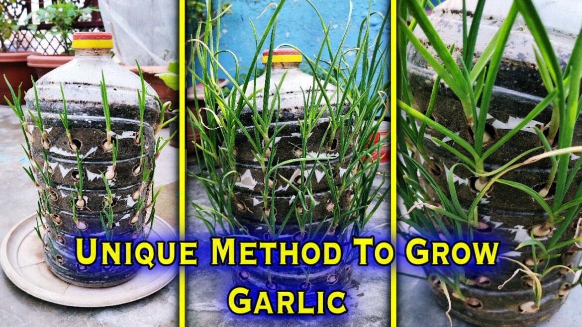 Amazing Hack: Grow Garlic in Waste Plastic Bottles || Small Space Gardening Amazing Hack: Grow Garlic in Waste Plastic Bottles || Small Space Gardening