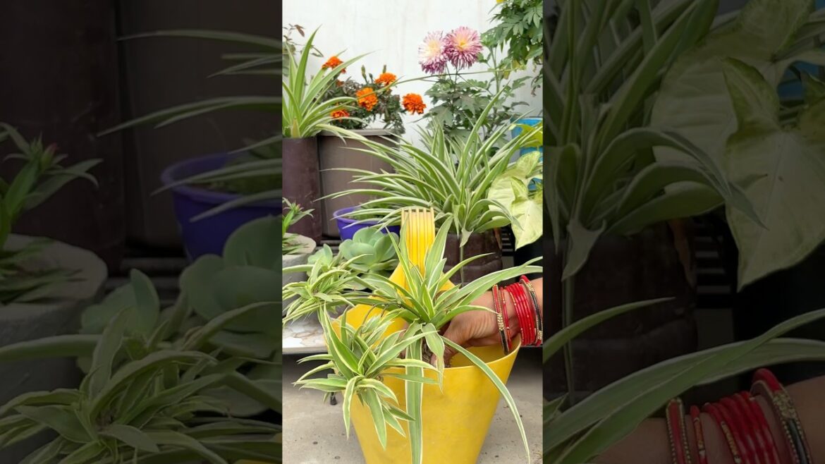 Spider plant reporting🍃🪴 #trending #garden #trending #shortsfeed #plants #shorts #viral#shorts