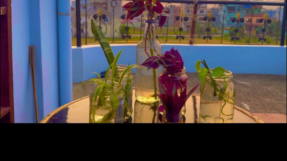 Water propagation of cuttings | Container gardening