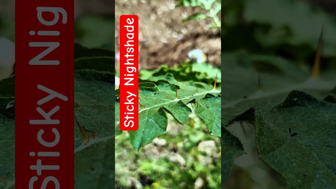 Sticky Nightshade #nature #flowers #youtubeshorts #gardening