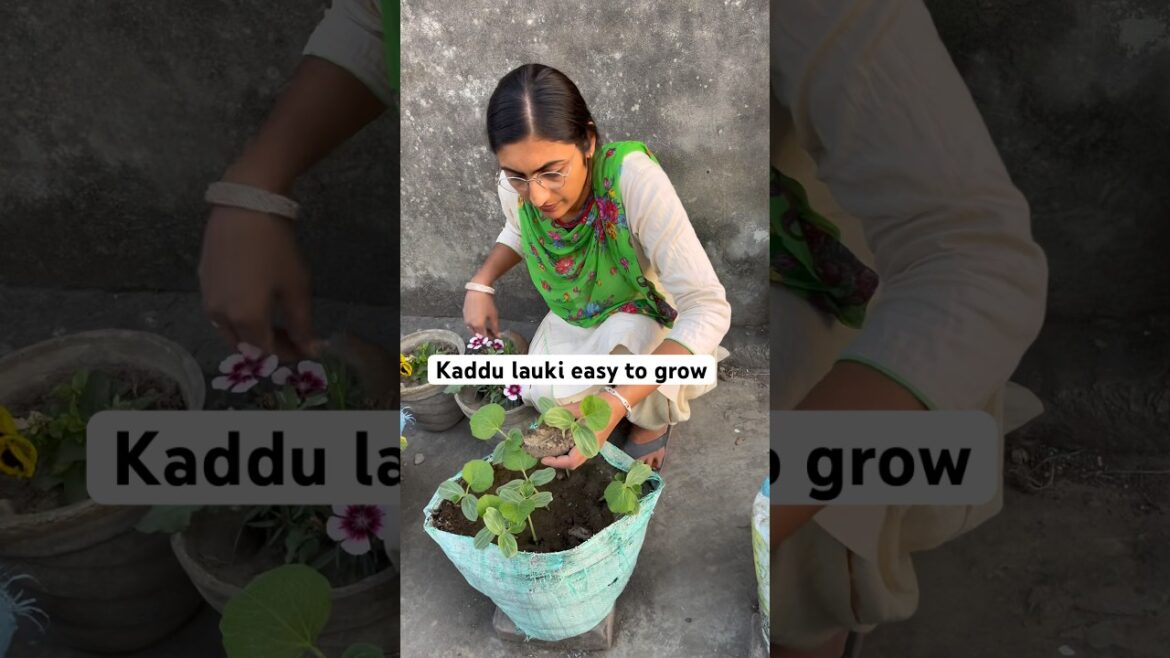 lauki kaddu lagana asan hai #bottlegourd #garden #trending #vegetables #gardening #shorts