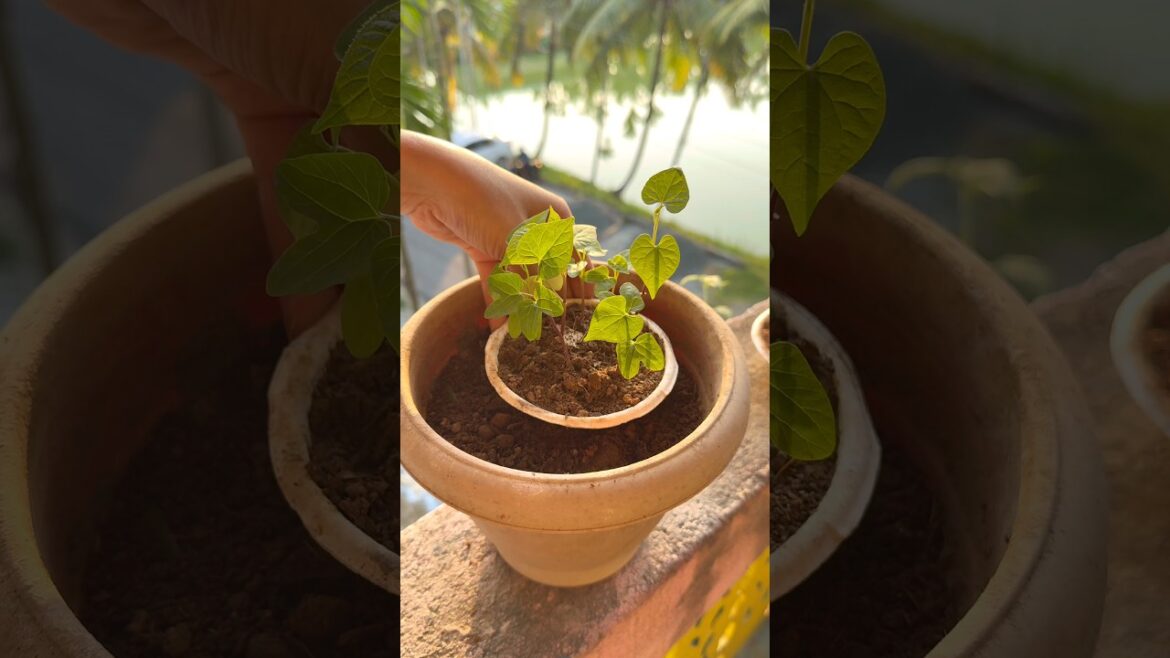 Stop Your Morning Glory Seedlings From Drying! #garden #plants #gardening