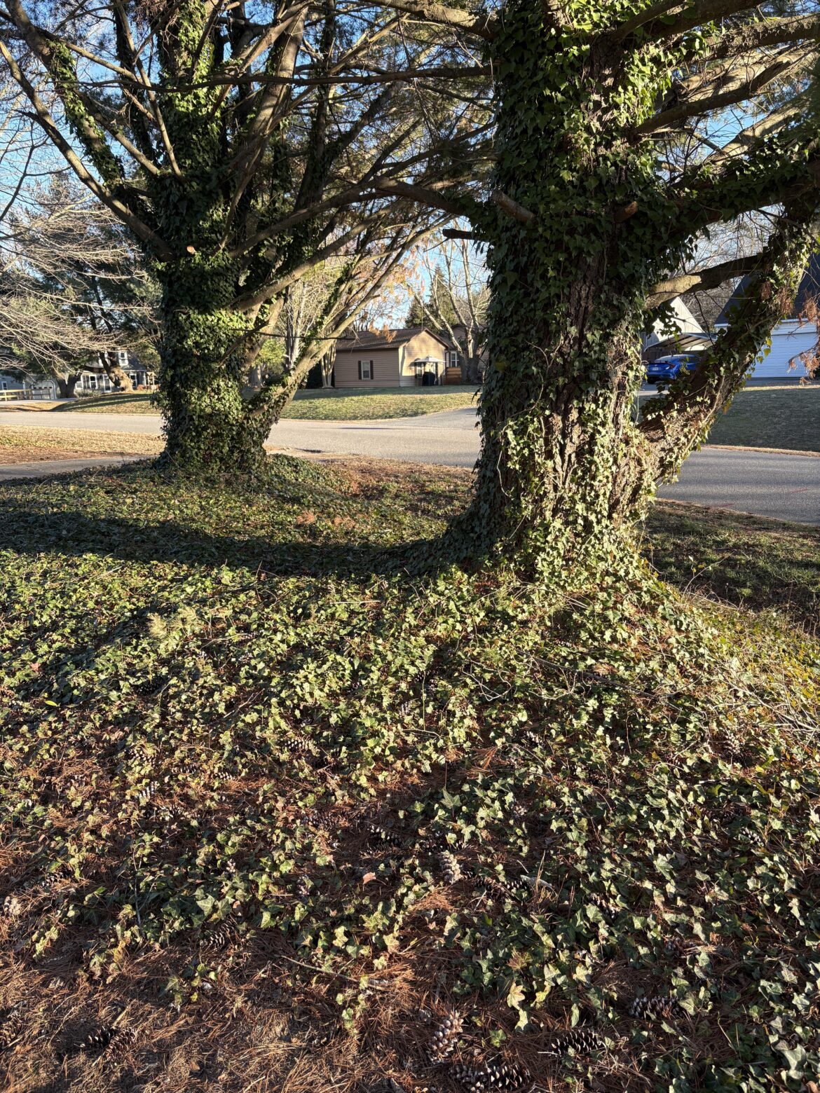 Virginia has a serious English Ivy problem