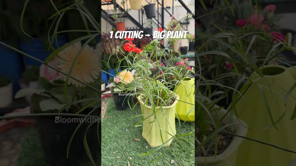 People Said This Propagation Was Fake 😅🌿 #gardening #youtubeshorts People Said This Propagation Was Fake 😅🌿 #gardening #youtubeshorts