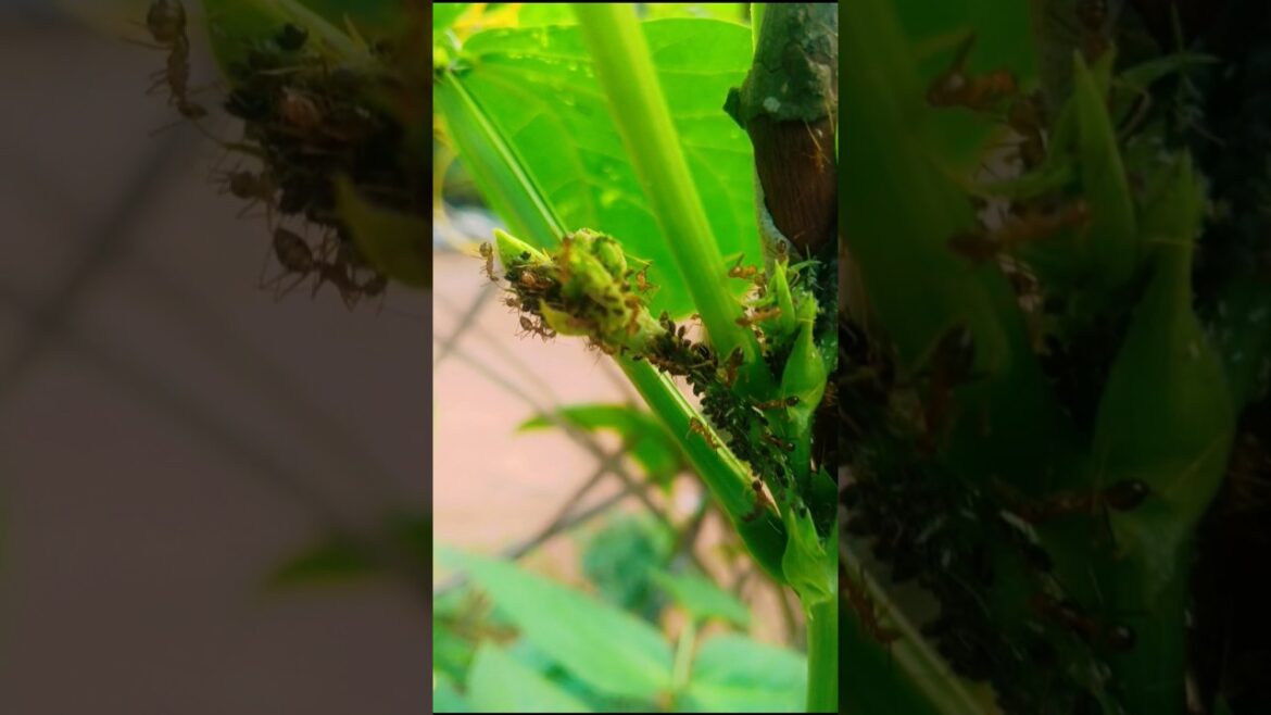 പയറിലെ കീടങ്ങളെ തുരത്തിയാലോ ❤️#trending #gardening #vegetables #shorts #viral #farming #home #happy