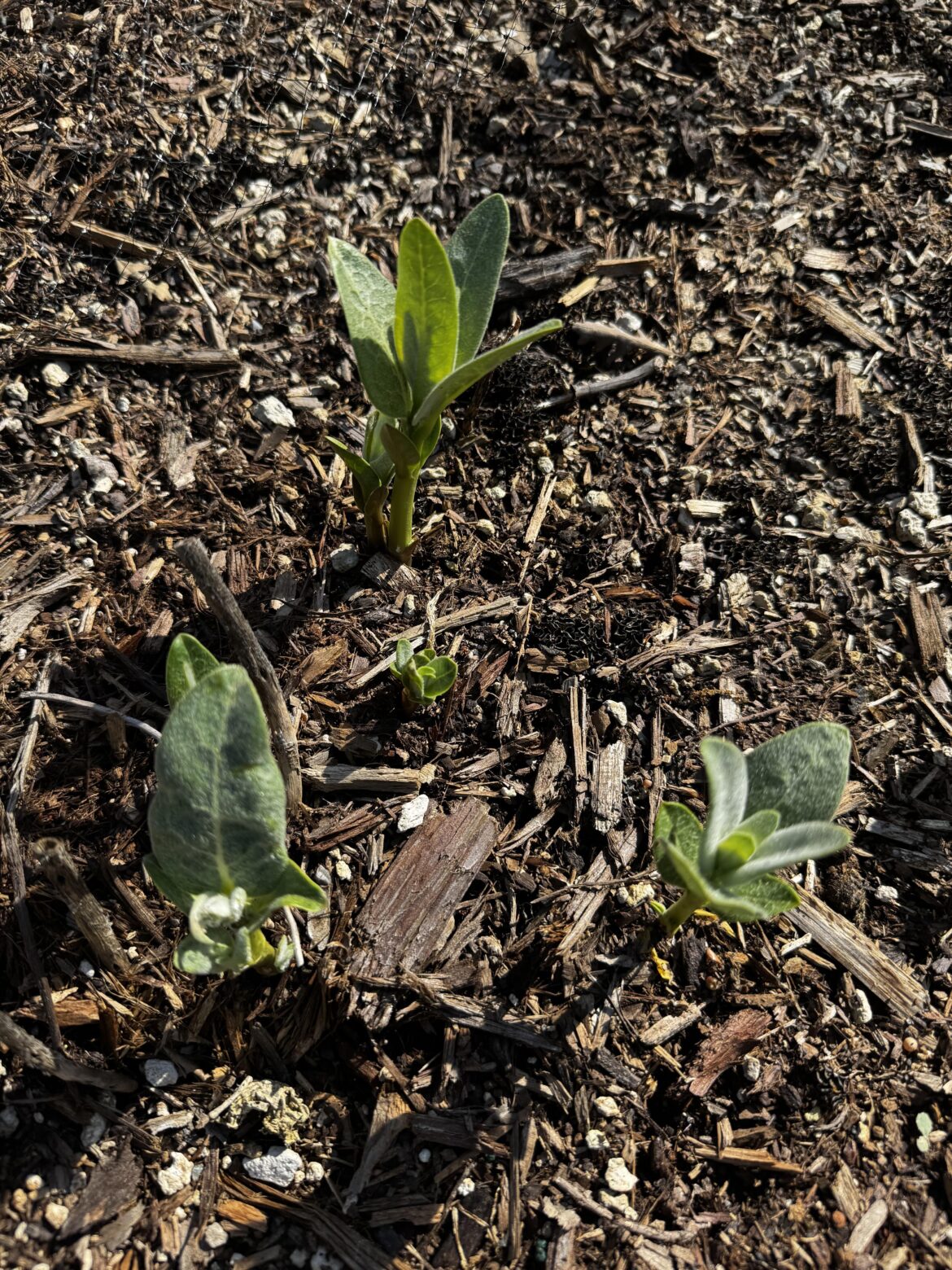 How to stop slugs from eating milkweed