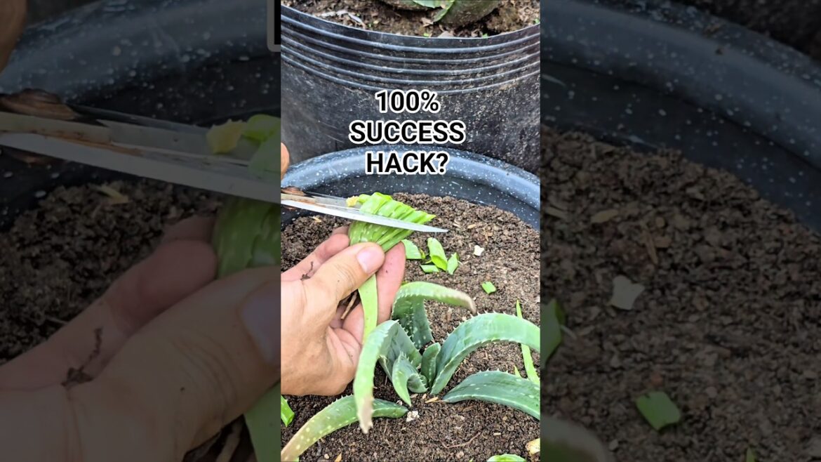 Easy Aloe Vera propagation hack. Have you tried? 😱 Easy Aloe Vera propagation hack. Have you tried? 😱
