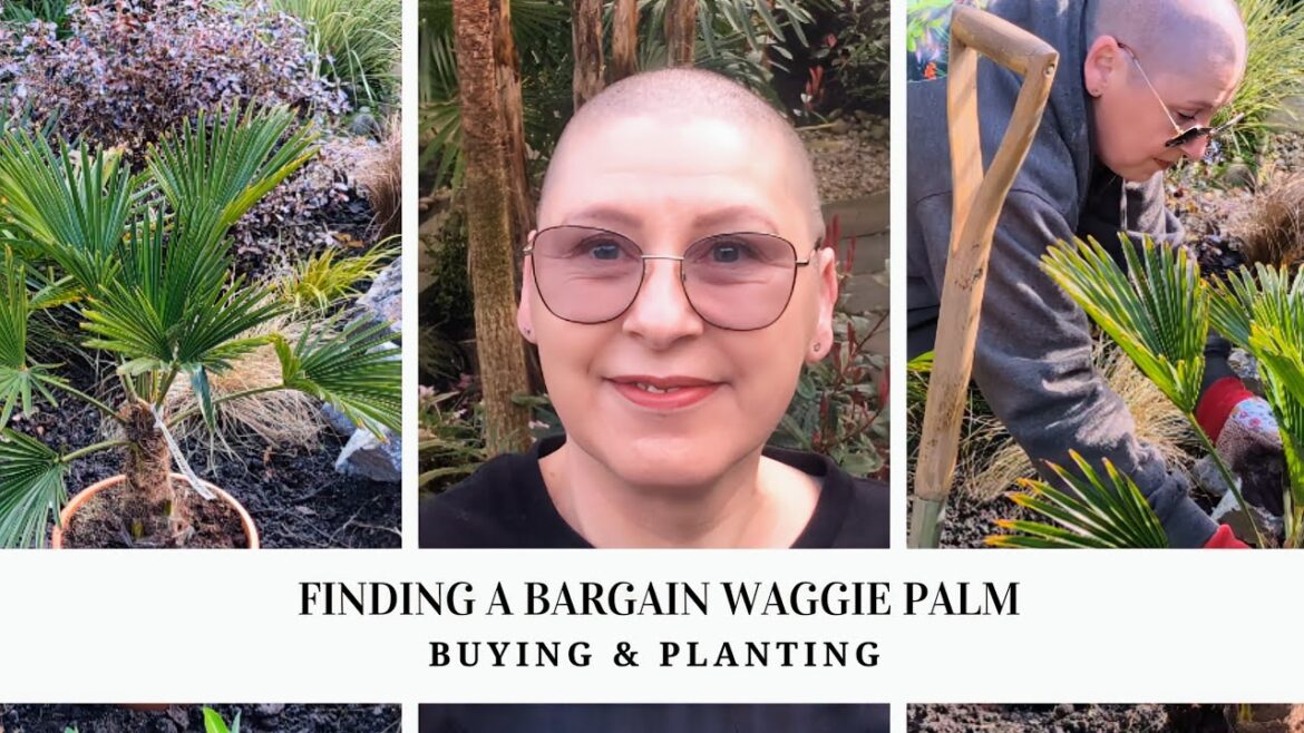 189. B&M ‘Waggie’ Palm Planting & Mid March Update 189. B&M 'Waggie' Palm Planting & Mid March Update