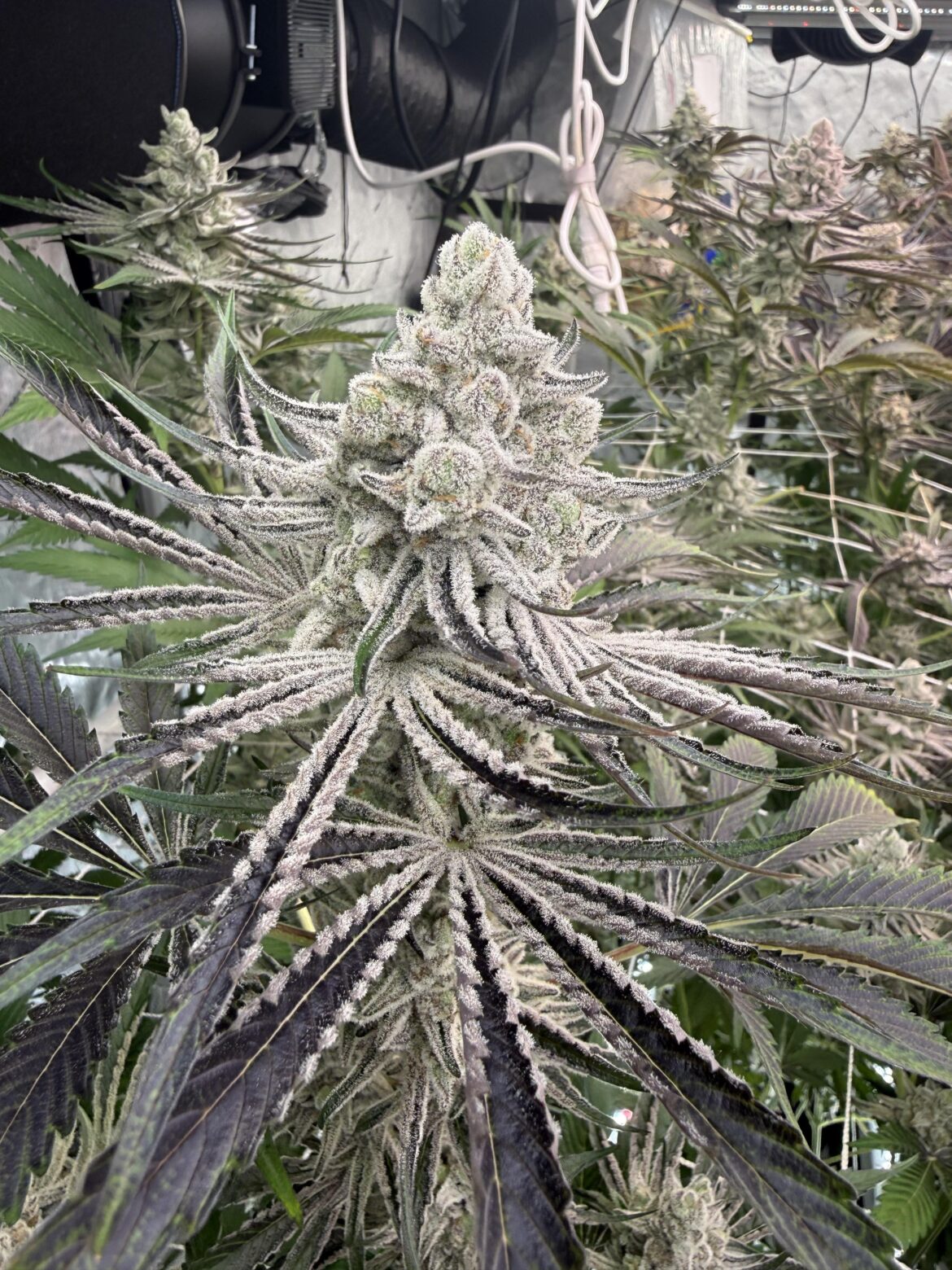 Finally chopped PLCG By Heisenberg seeds purchased from seedlys