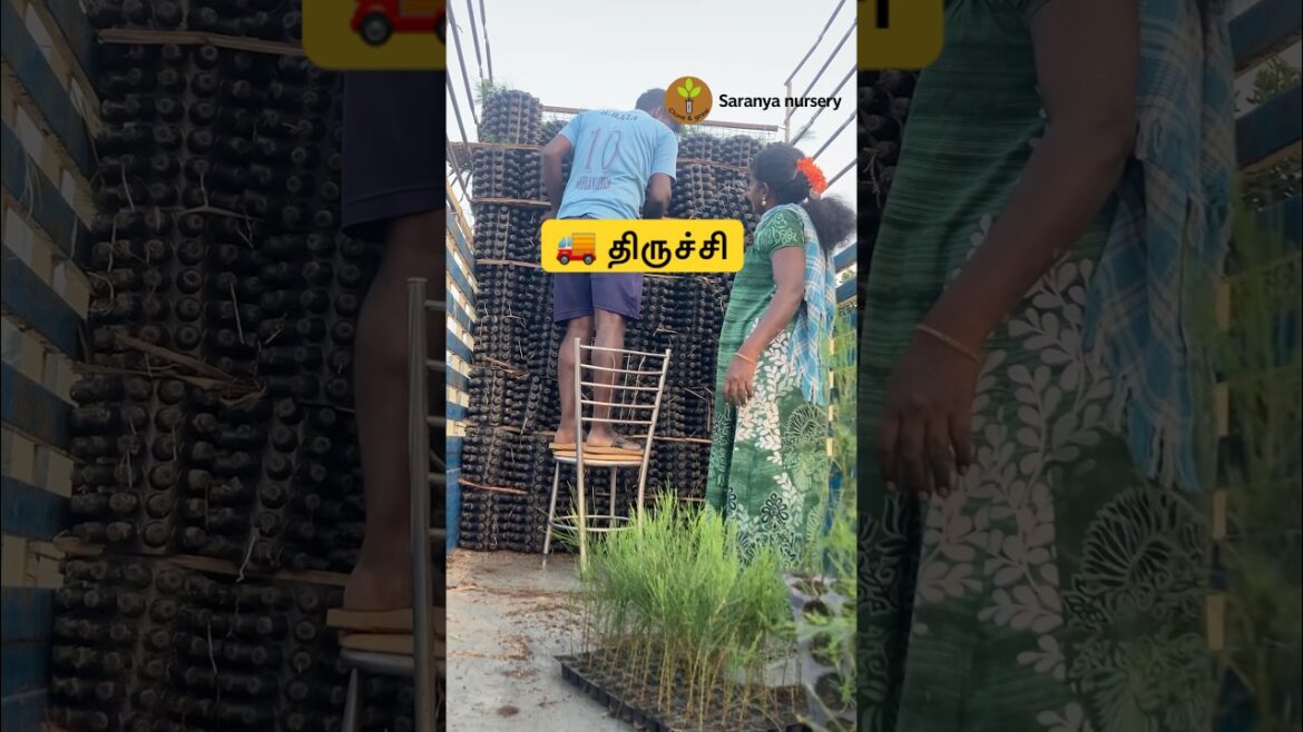 🚚டெலிவரி to 🌱திருச்சி #trichy #savukku #ch5 #saranyanursery 🚚டெலிவரி to 🌱திருச்சி #trichy #savukku #ch5 #saranyanursery