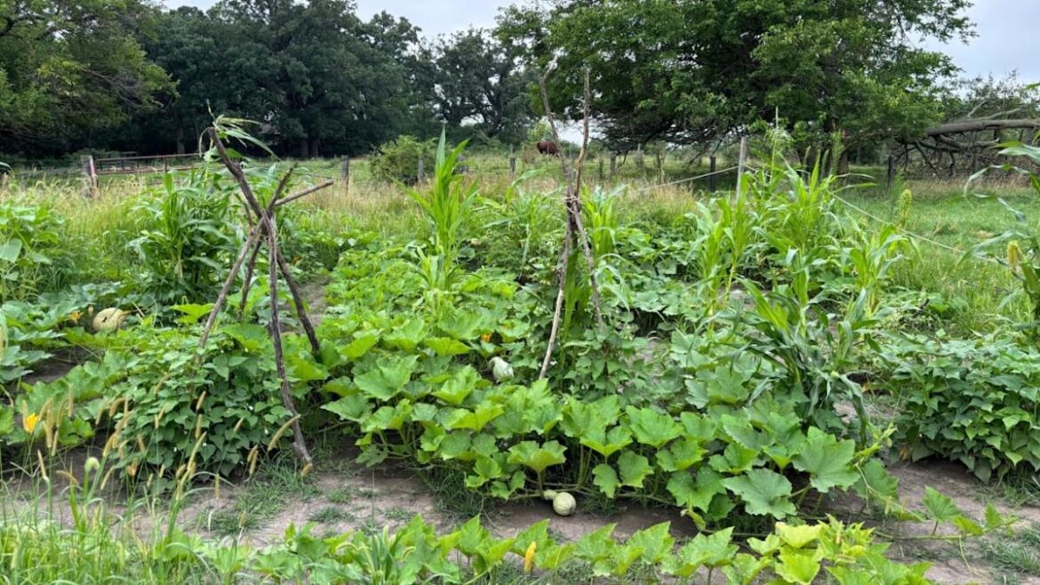 Backyard Garden Lover