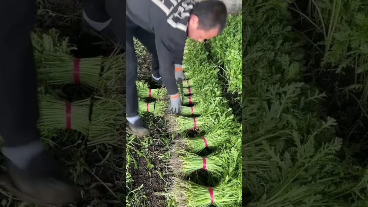 Ultimate Guide to Vegetable Greenhouse Variety Cutting Techniques Ultimate Guide to Vegetable Greenhouse Variety Cutting Techniques