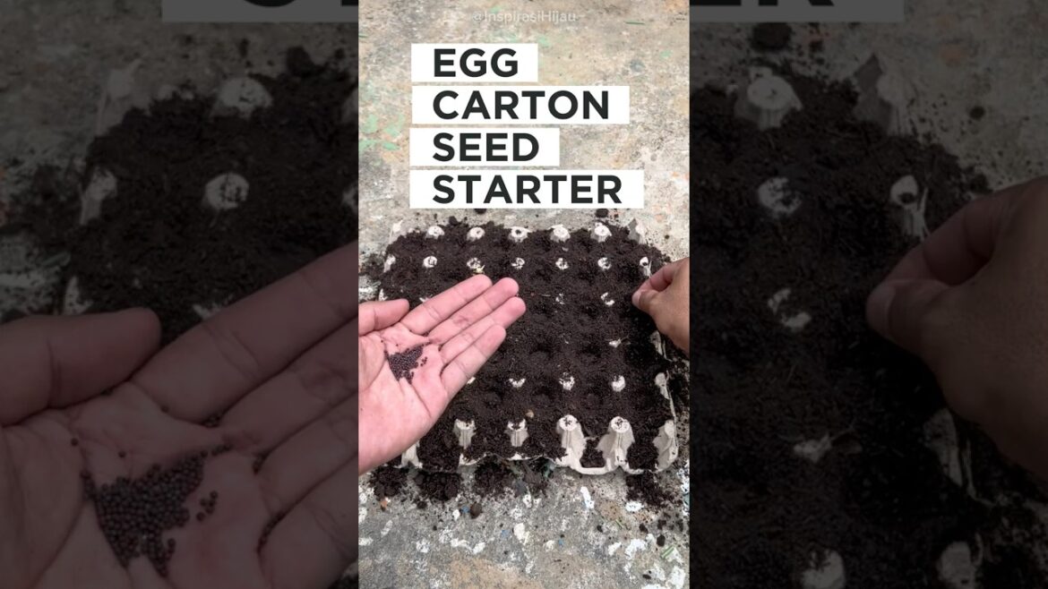 Start Seeds Using an Egg Carton – Easy DIY Seed Starter at Home