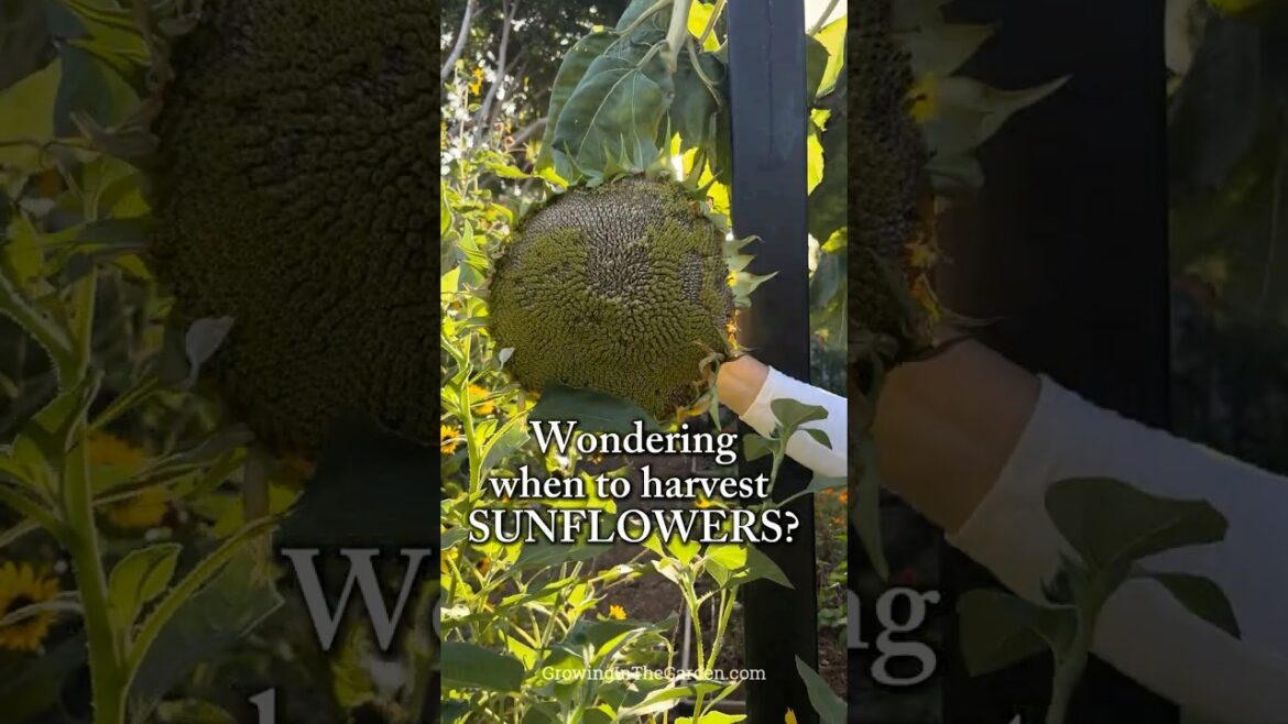 Harvest Sunflower Seeds at the Right Time — Here’s How Harvest Sunflower Seeds at the Right Time — Here’s How
