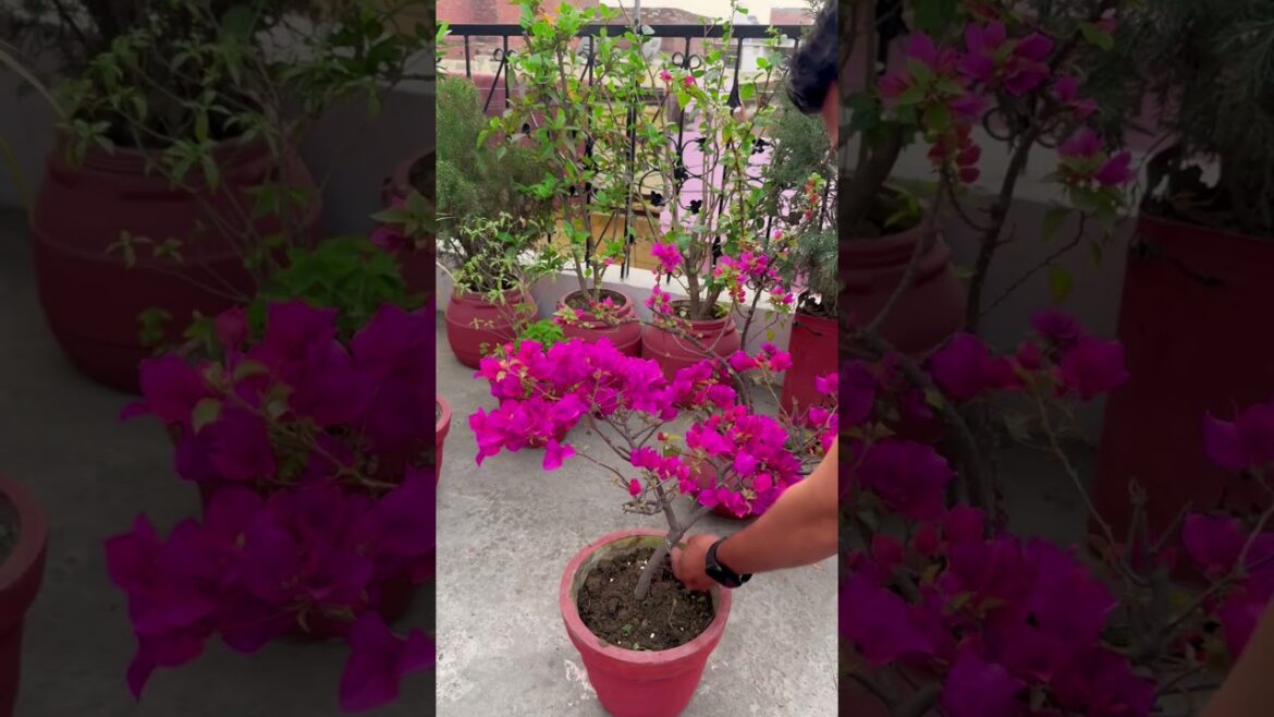 Bougainvillea Care Tips | गुड़ाई + खाद देने का सही समय#short#gardening#viral Bougainvillea Care Tips | गुड़ाई + खाद देने का सही समय#short#gardening#viral