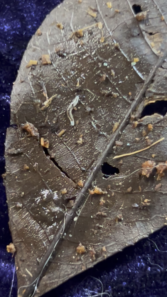 What is this worm? Is it potentially harmful to my vivarium or eventual dart frogs?
