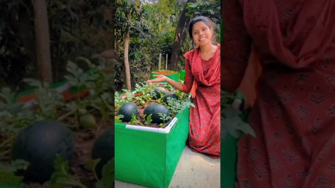 Grow bag fill Kiya phir tarbuj lagaya 🍉 #gardening #terracegarden #terracegardenindia #shortvideo