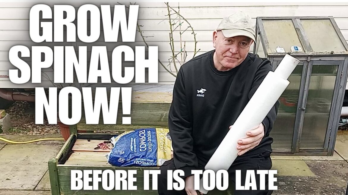 Grow Spinach In March Before It's Too Late [Container Gardening ]