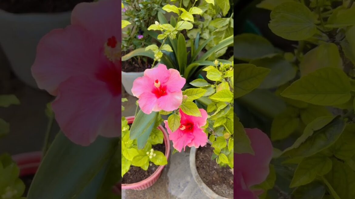 #flowers#plants#guava#tree#garden  transform your home with these cool tools ⚒️ #subscribe#support
