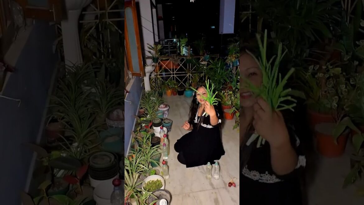 Kuch heroes quietly retire ho jate hain❌🌿Kitchen panic’s solution, my garden🌱✨#plants #gardening Kuch heroes quietly retire ho jate hain❌🌿Kitchen panic's solution, my garden🌱✨#plants #gardening