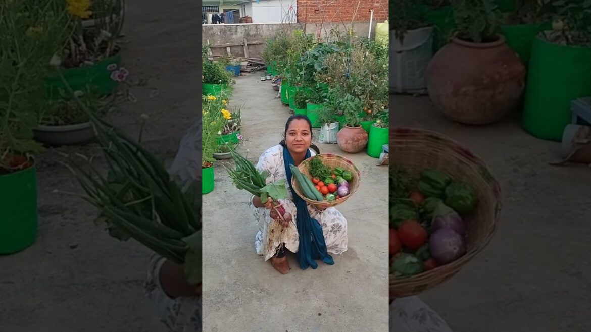 गमले और ग्रो बैग से तोड़ी इतनी सारी सब्जी 😲#youtubeshorts #vegetableharvest #viralvideo #shorts गमले और ग्रो बैग से तोड़ी इतनी सारी सब्जी 😲#youtubeshorts #vegetableharvest #viralvideo #shorts