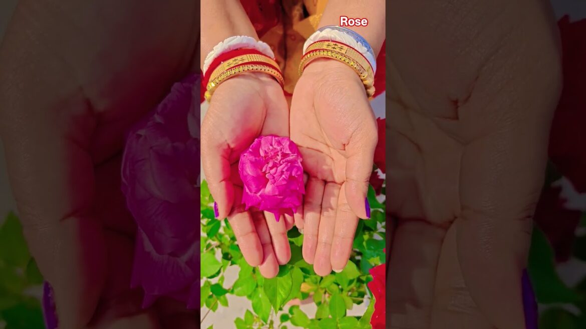ফুল নিয়ে টিকটক #gardening #youtubeshorts #UpdateGardening #garden #youtubeshort #flowers #rose ফুল নিয়ে টিকটক #gardening #youtubeshorts #UpdateGardening #garden #youtubeshort #flowers #rose