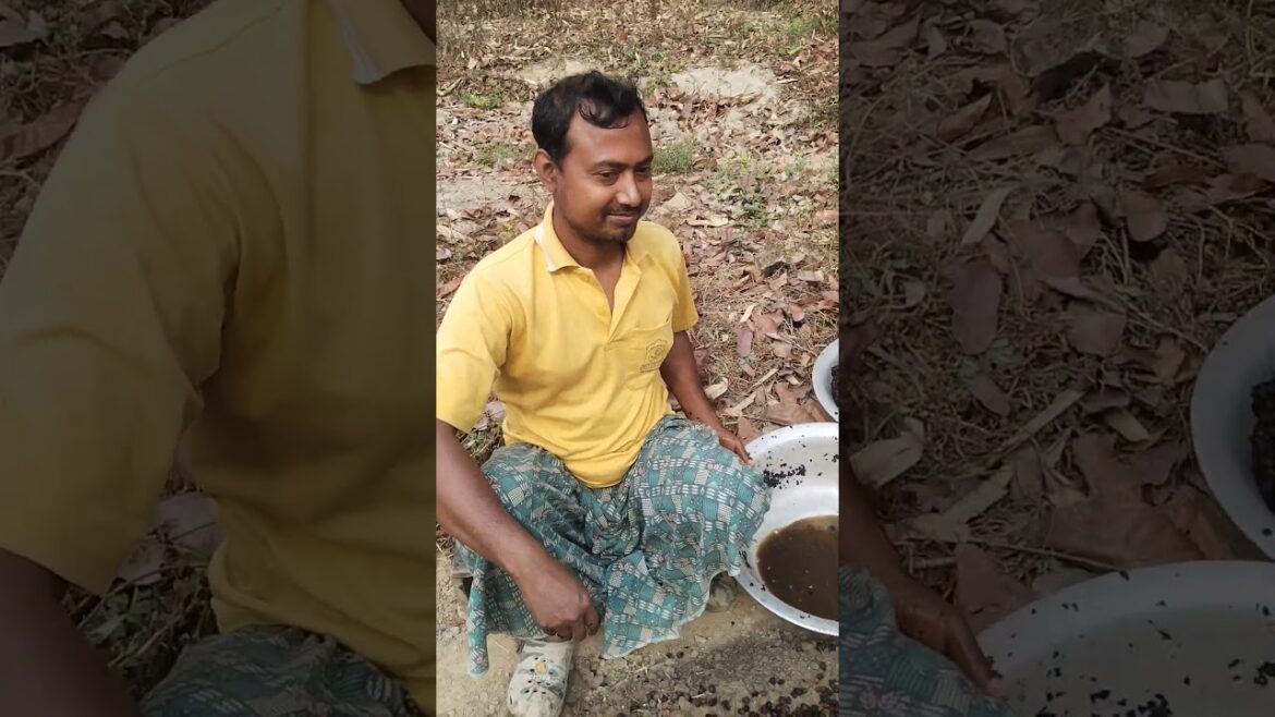 টক কুলের চারা তৈরি করা হচ্ছে #shorts #farming #viral টক কুলের চারা তৈরি করা হচ্ছে #shorts #farming #viral