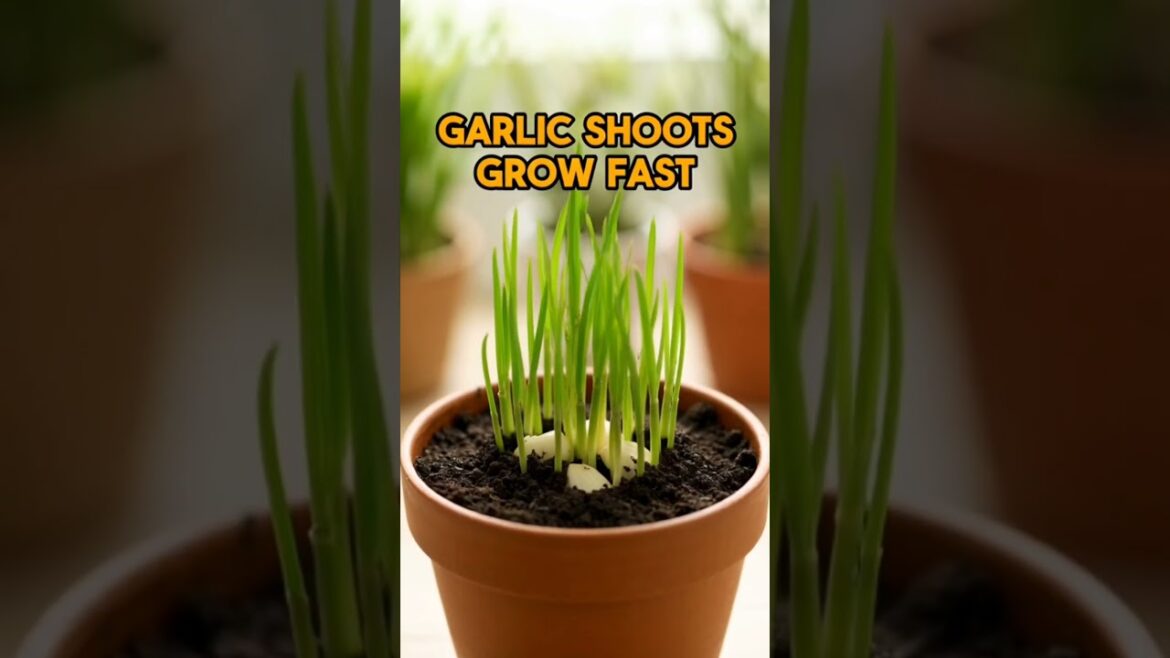 Grow Garlic in a Pot 🧄 Easy Container Gardening Trick for Fresh Garlic Greens Grow Garlic in a Pot 🧄 Easy Container Gardening Trick for Fresh Garlic Greens