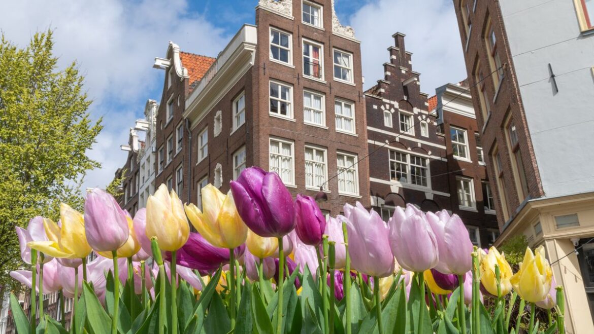 Gardening expert’s simple tips to avoid ‘Tulip fire’ disease and protect spring displays Daily Record
