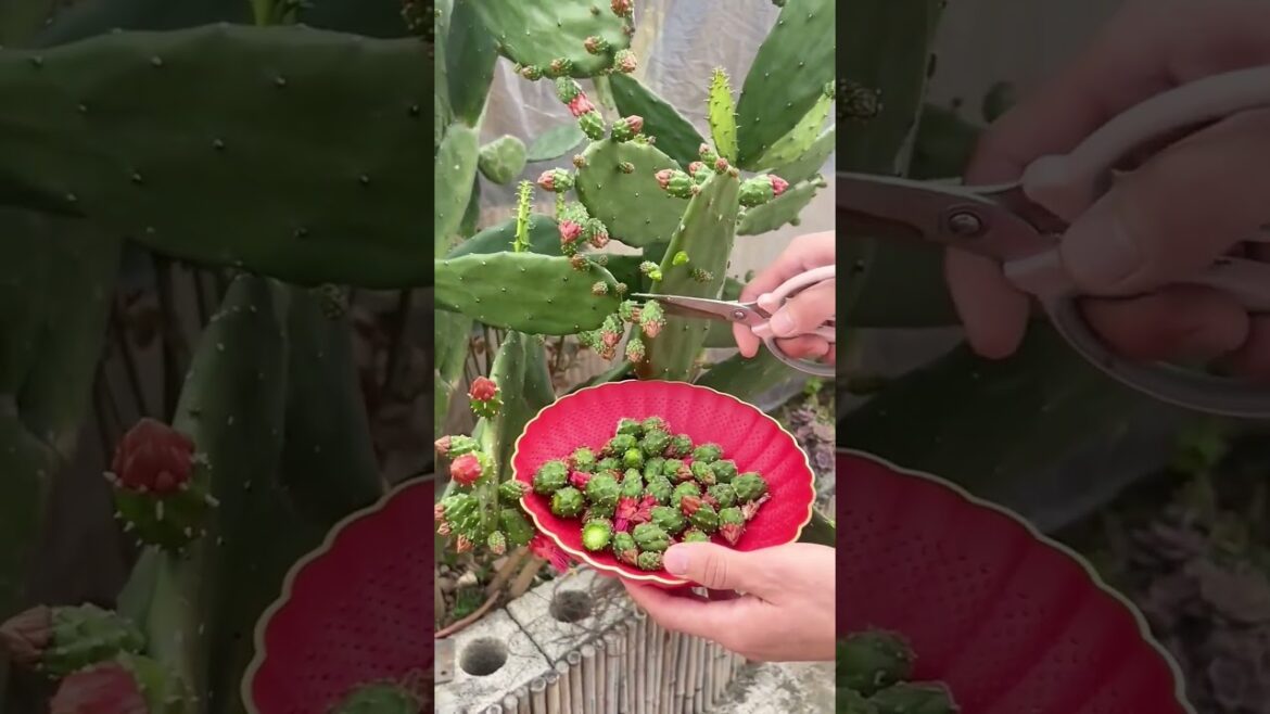 CUTTING cactus FRUITS like this?! 😮🌵✂️ #shorts #gardening #farming #plants #garden CUTTING cactus FRUITS like this?! 😮🌵✂️ #shorts #gardening #farming #plants #garden