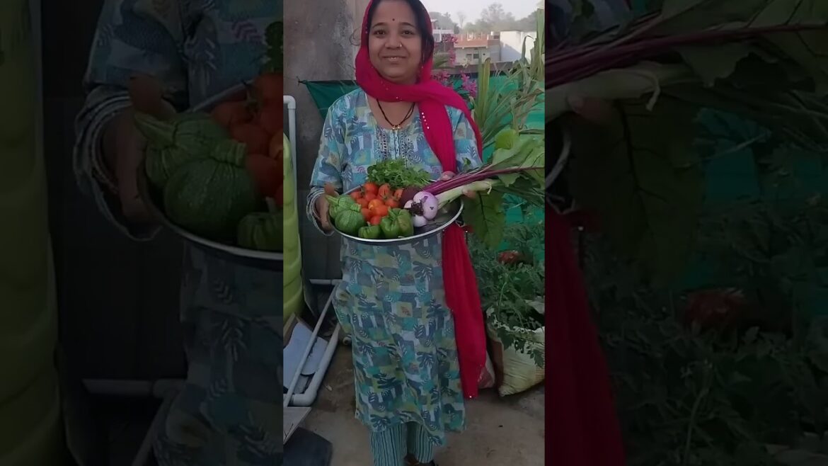 आज तो सुबह-सुबह ही आना पड़ा छत में 😲🤔 #youtubeshorts #gardening #gardenideas #viralvideo #shorts आज तो सुबह-सुबह ही आना पड़ा छत में 😲🤔 #youtubeshorts #gardening #gardenideas #viralvideo #shorts
