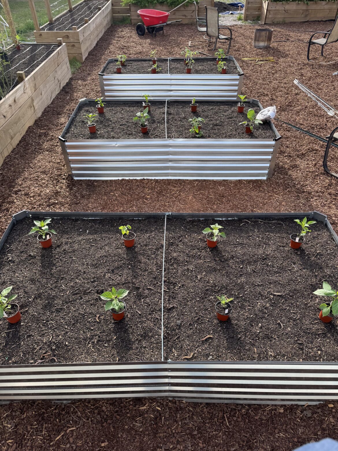 Hopefully had our last cold snap last night, so getting these tomatoes and peppers planted out!