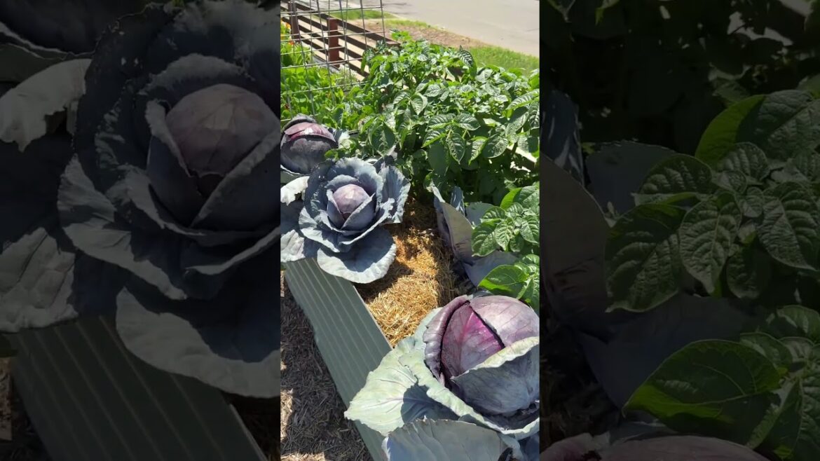 Gardening is my kind of art...