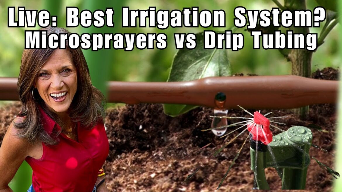 CaliKim: LIVE: Best Drip Irrigation System? Drip Tubing vs Micro Sprayers + Giveaway LIVE: Best Drip Irrigation System? Drip Tubing vs Micro Sprayers + Giveaway