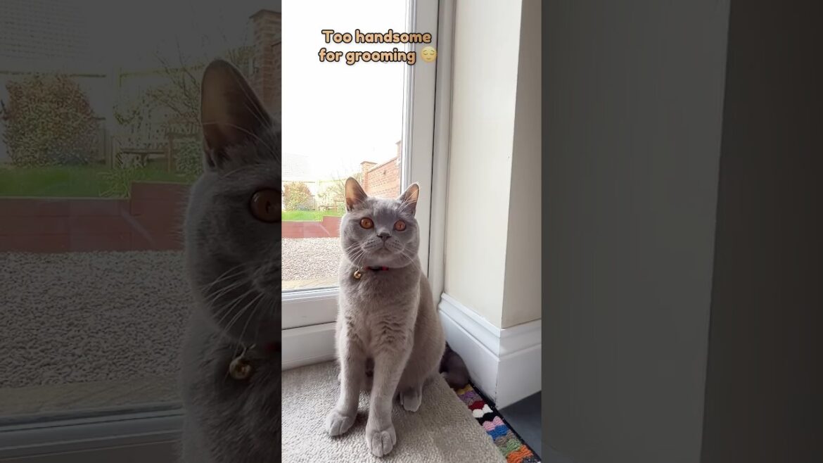 Milo supervising dad’s gardening… then refusing grooming 🐱 #shorts #pets#cat