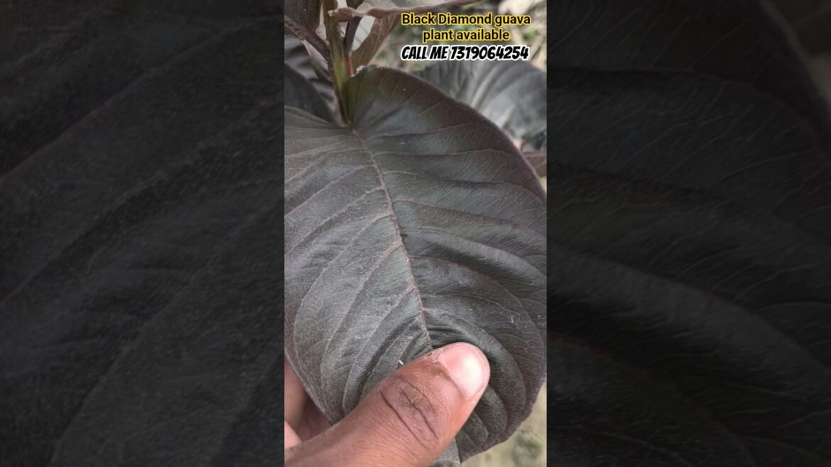 BLACK DIAMOND GUAVA PLANT AVAILABLE/ALL INDIA DELIVERY PLANT SUPPLY CALL ME7319064254 #guavatree BLACK DIAMOND GUAVA PLANT AVAILABLE/ALL INDIA DELIVERY PLANT SUPPLY CALL ME7319064254 #guavatree