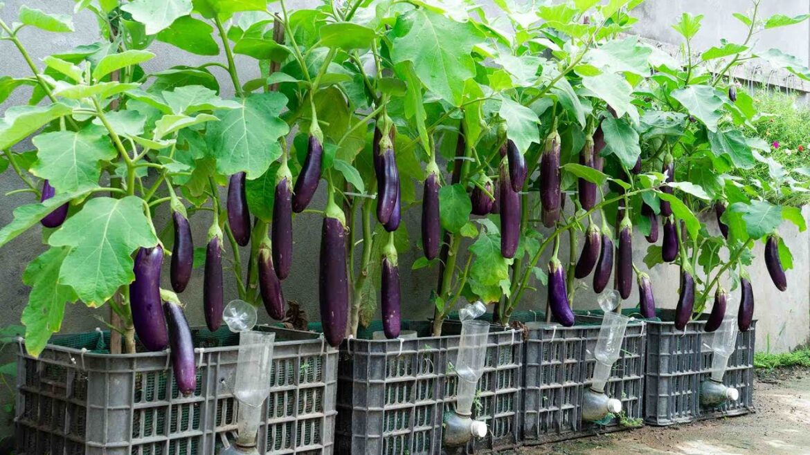 Using this watering method, the eggplant garden produces many fruits all year round