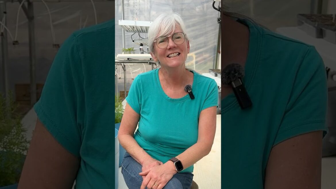 Simple Hydroponic Onion Set Planting in Deep Containers #gardeningtips #harvest