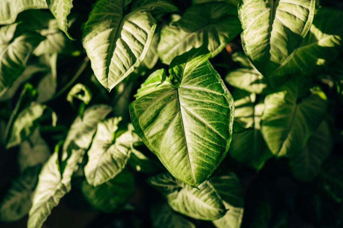 Experts Say These Are the Best Plants to Get If You Have ZERO Natural Light House Beautiful
