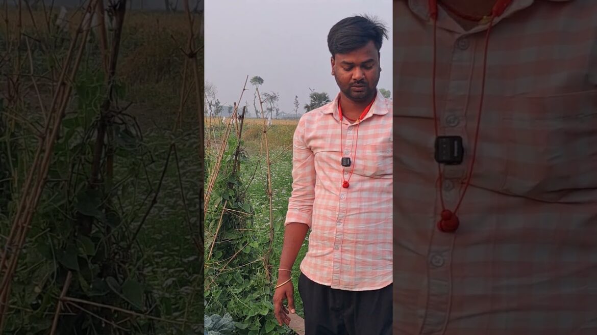 parval plot visit #farming #farmingtraditions #trendingshorts #agrifuture #agriculture #farming