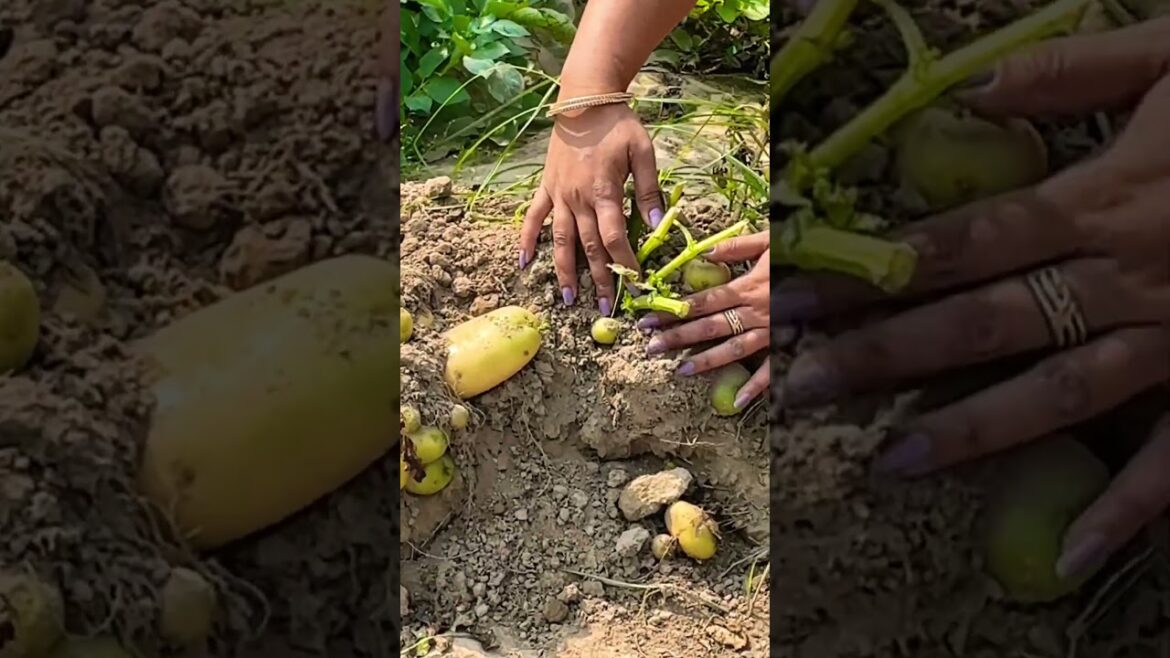 Poisonous or edible| green 🥔 potatoes #india #nature #village #garden #food #farm #harvest #potato