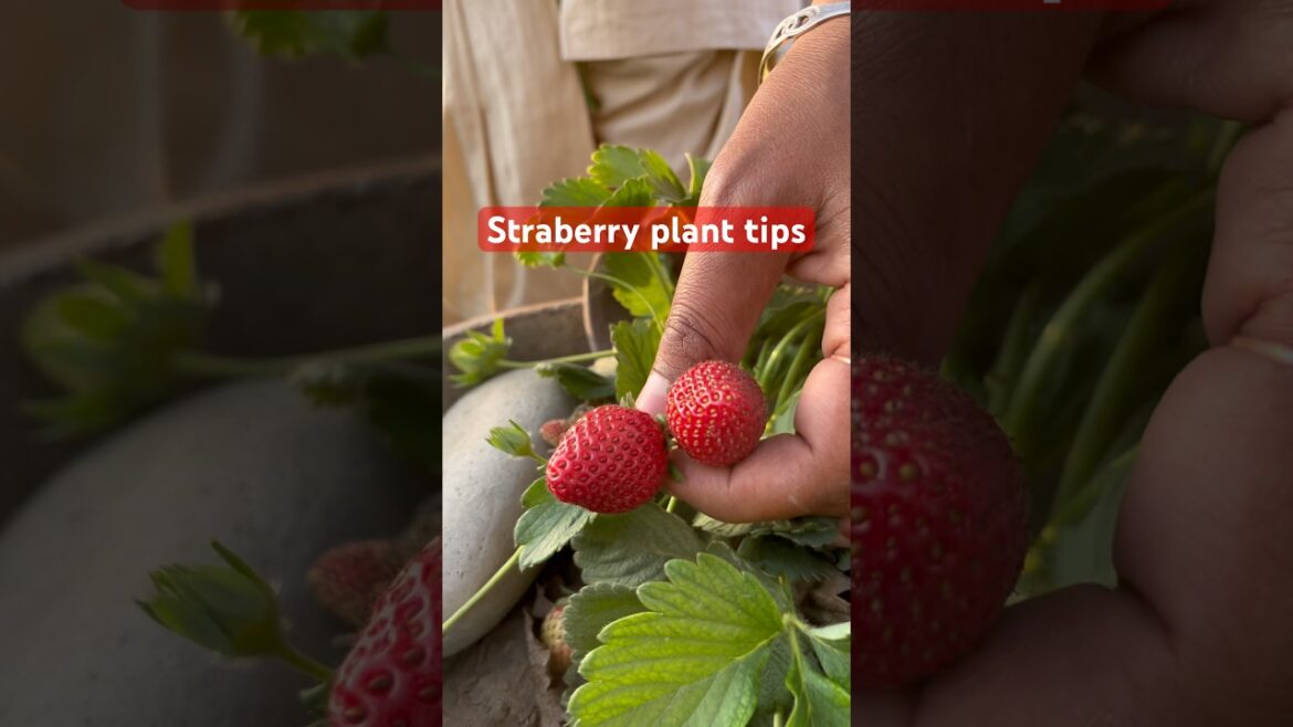 Straberry plant growing tips #strawberry #fruit #garden #gardening #shorts @OrganicGardening1918 Straberry plant growing tips #strawberry #fruit #garden #gardening #shorts @OrganicGardening1918