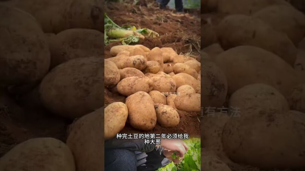 Grow Your Own Veggies at Home: A Simple Guide to Vegetable Rotation